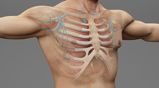 人体胸骨场景图片