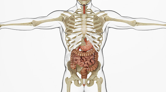 人体肠道场景图片