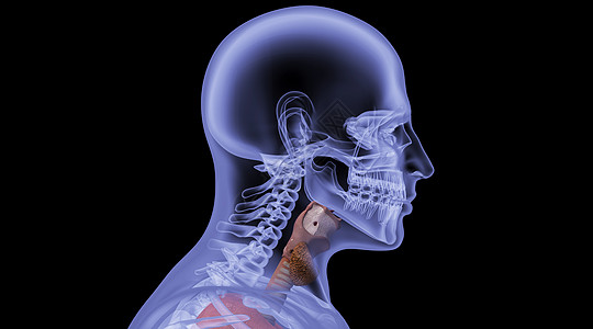 人体咽喉场景图片