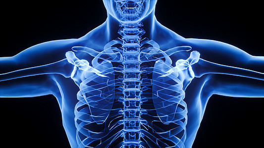 3D肩胛骨场景图片
