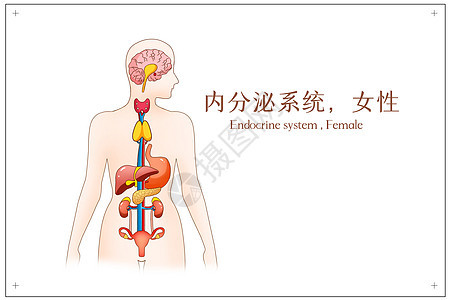 内分泌循环系统女性医疗插画图片