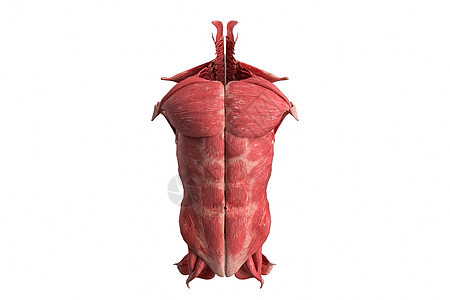 人体模型肌肉躯干图片