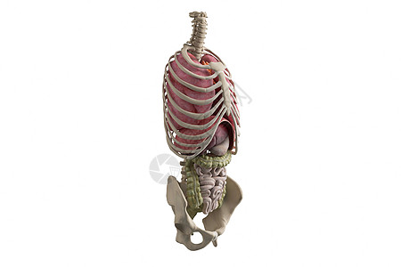 人体骨骼内脏模型图片