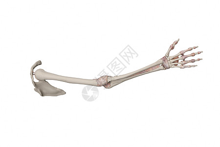 人体上肢骨骼图片