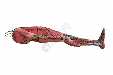 人体下肢模型图片