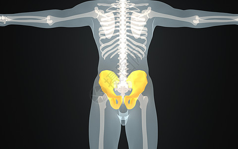 人体盆骨结构图片