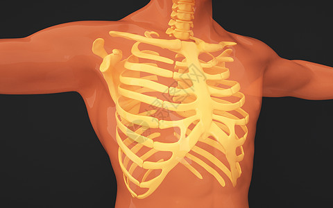 人体胸骨图片人体模型高清图片素材