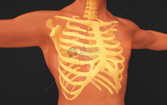 人体胸骨图片图片