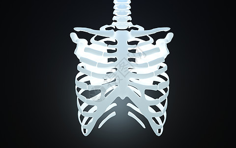 人体胸腔骨骼模型背景图片