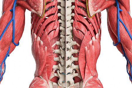 人体肌肉骨骼图片