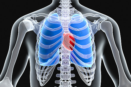 3D人体心肺X光设计图片