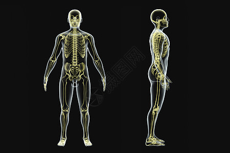 人体结构X光脊柱高清图片素材