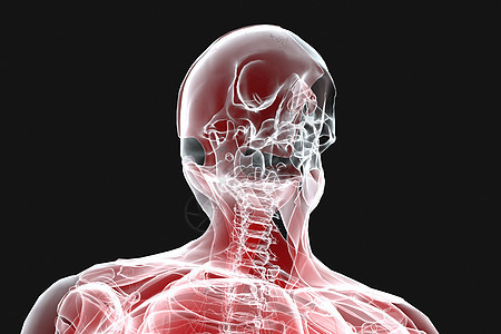 3D人体头骨X光医学高清图片素材