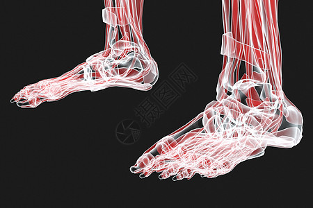 人体足骨X光骨骼系统高清图片素材