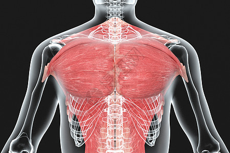 人体胸部肌肉X光图片