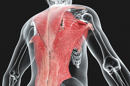 人体背部肌肉X光图片