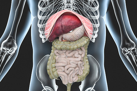 人体内脏X光图片