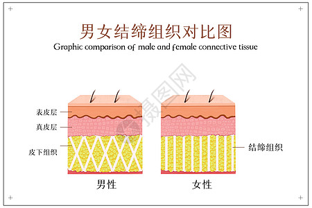 男女结缔组织对比图高清图片