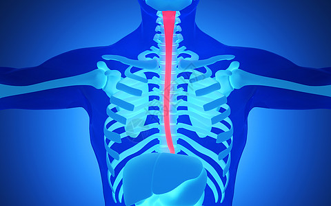 人体食道人体骨架模型高清图片
