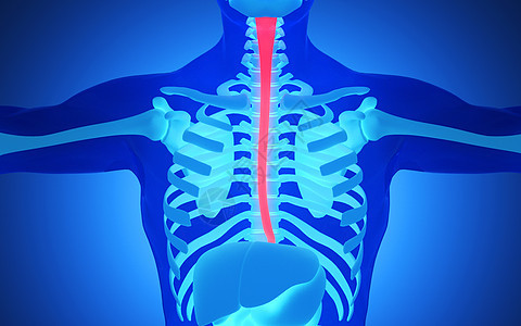 人体食道建模高清图片素材