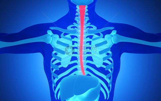 人体食道图片