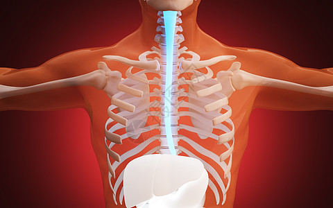 人体食道食道结构高清图片素材