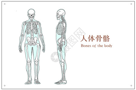 人体骨骼运动系统图片