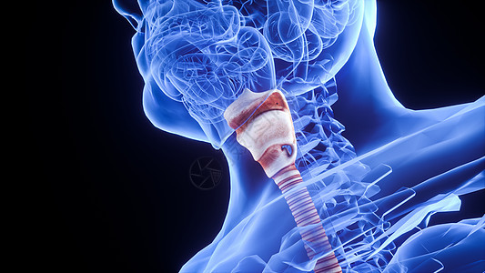 3D呼吸系统咽喉人体模型高清图片素材