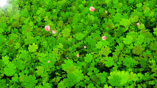 4K唯美的四叶草花海背景素材GIF图片