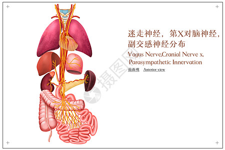 迷走神经和副交感神经分布医疗插画背景图片