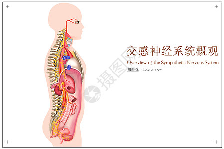 交感神经系统概观医疗插画图片