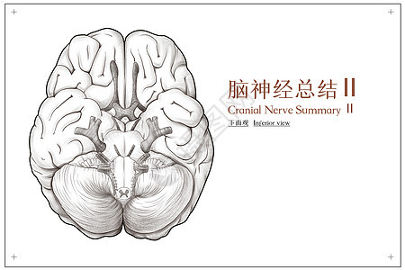 脑神经总结底面观医疗插画图片