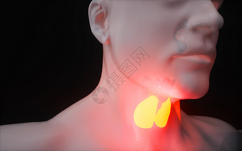 人体甲状腺3D人体骨架高清图片