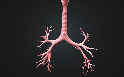 人体气管结构图片