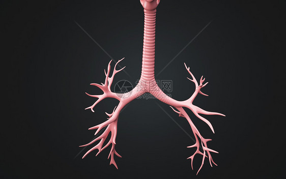 人体气管结构图片