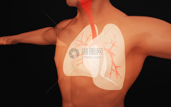 人体气管图片