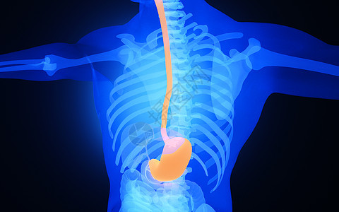 人体食道图片
