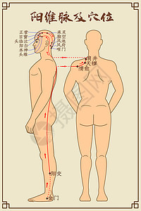 阳维脉及穴位中医经络图人体高清图片素材