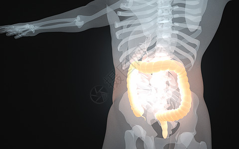 人体肠道图片