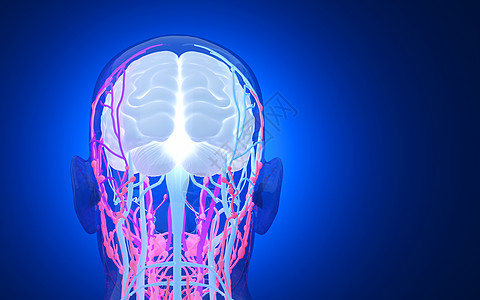 人体头部神经系统图片