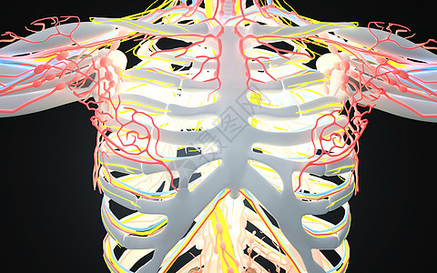 人体胸部血管系统图片