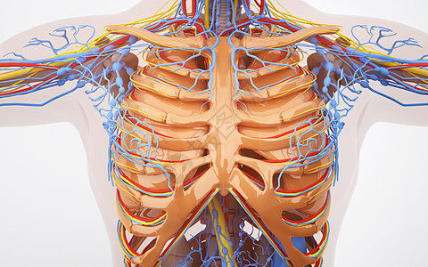 人体胸部血管系统图片