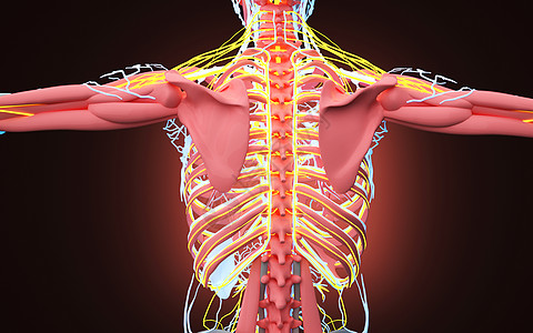 人体背部结构高清图片