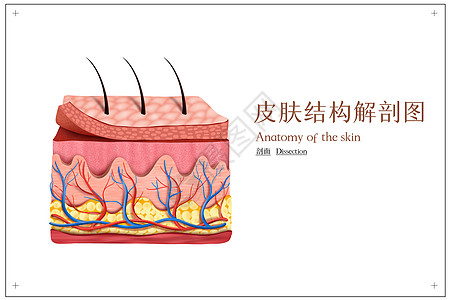 立体皮肤结构示意图高清图片
