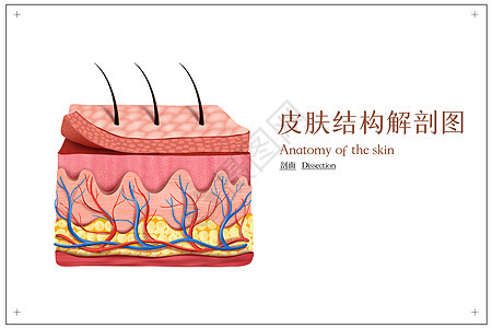 立体皮肤结构示意图图片