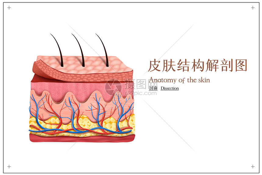 立体皮肤结构示意图图片