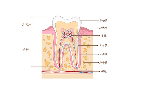 牙齿结构横截面口腔医学配图高清图片