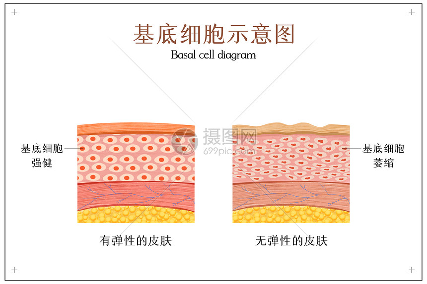 皮肤基底细胞示意图图片