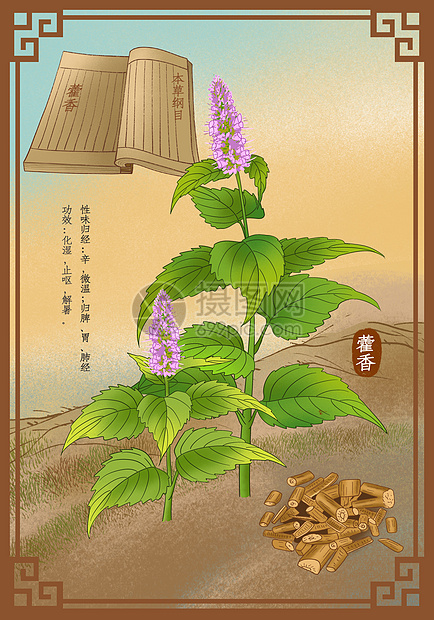 中医中药草药藿香