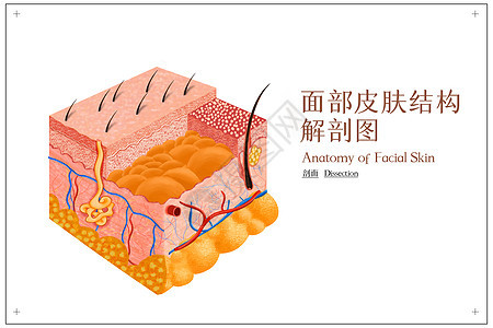 皮肤多层面解剖示意图图片